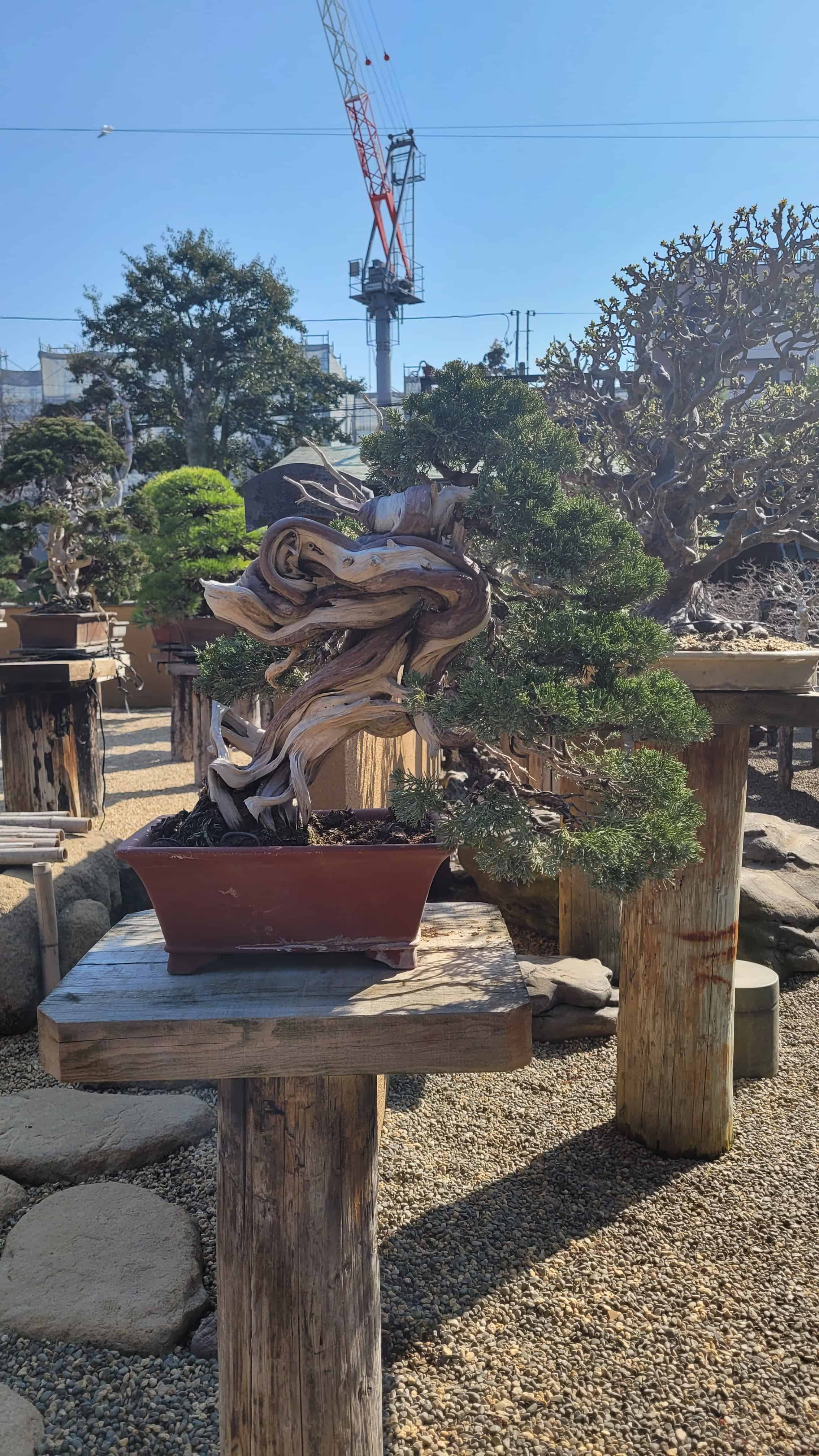 A juniper bonsai tree from kobayashi in Japan